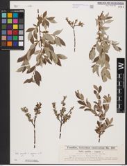 Foto von Salix aurita L. x Salix repens L.